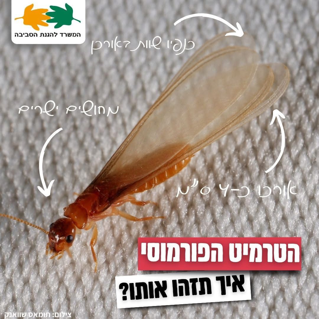 הטרמיט הפורמוסי