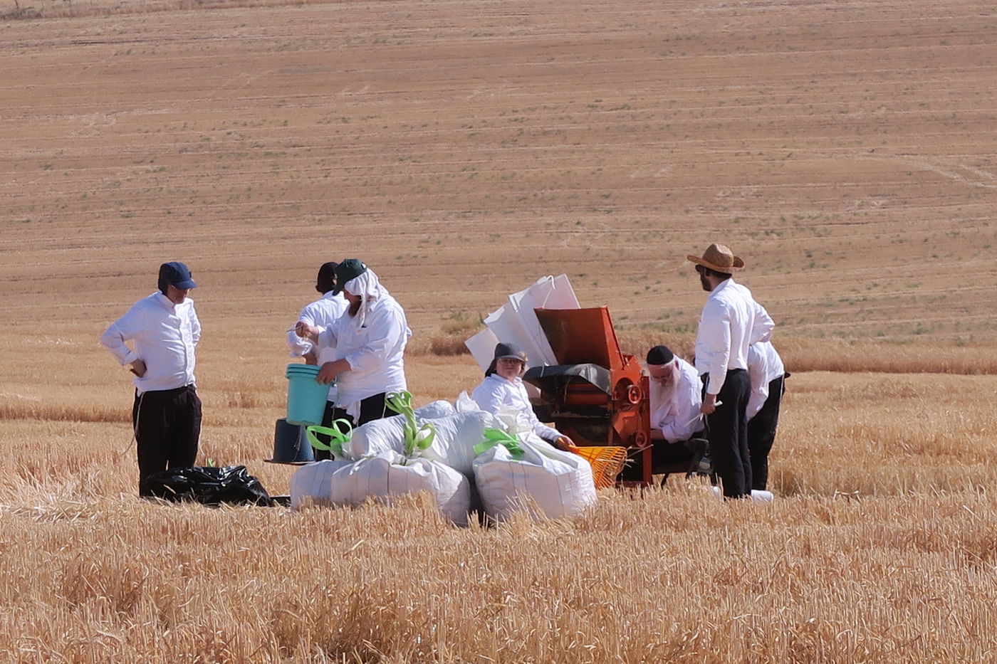קצירת חיטים לחג הפסח תשפ''ו