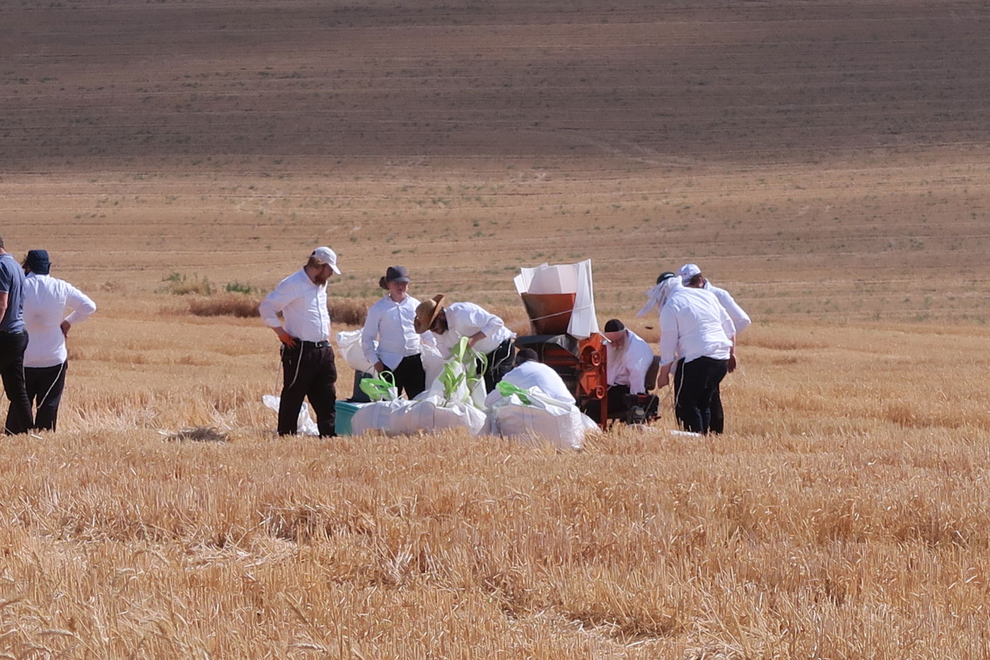 קצירת חיטים לחג הפסח תשפ''ו