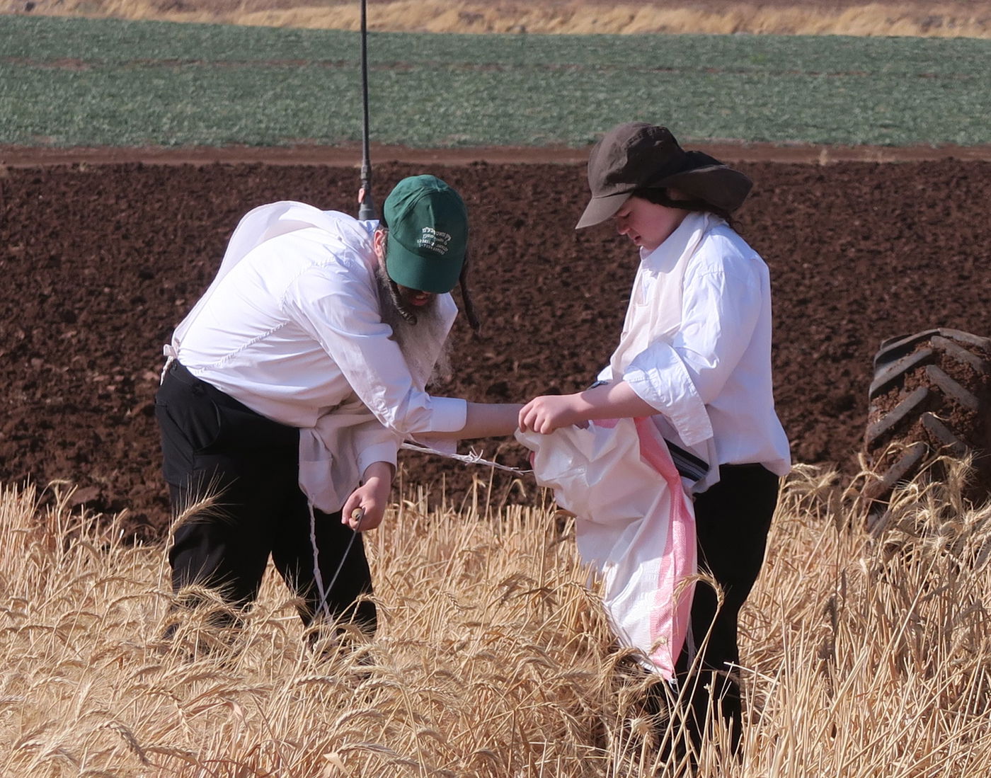 קצירת חיטים לחג הפסח תשפ''ו