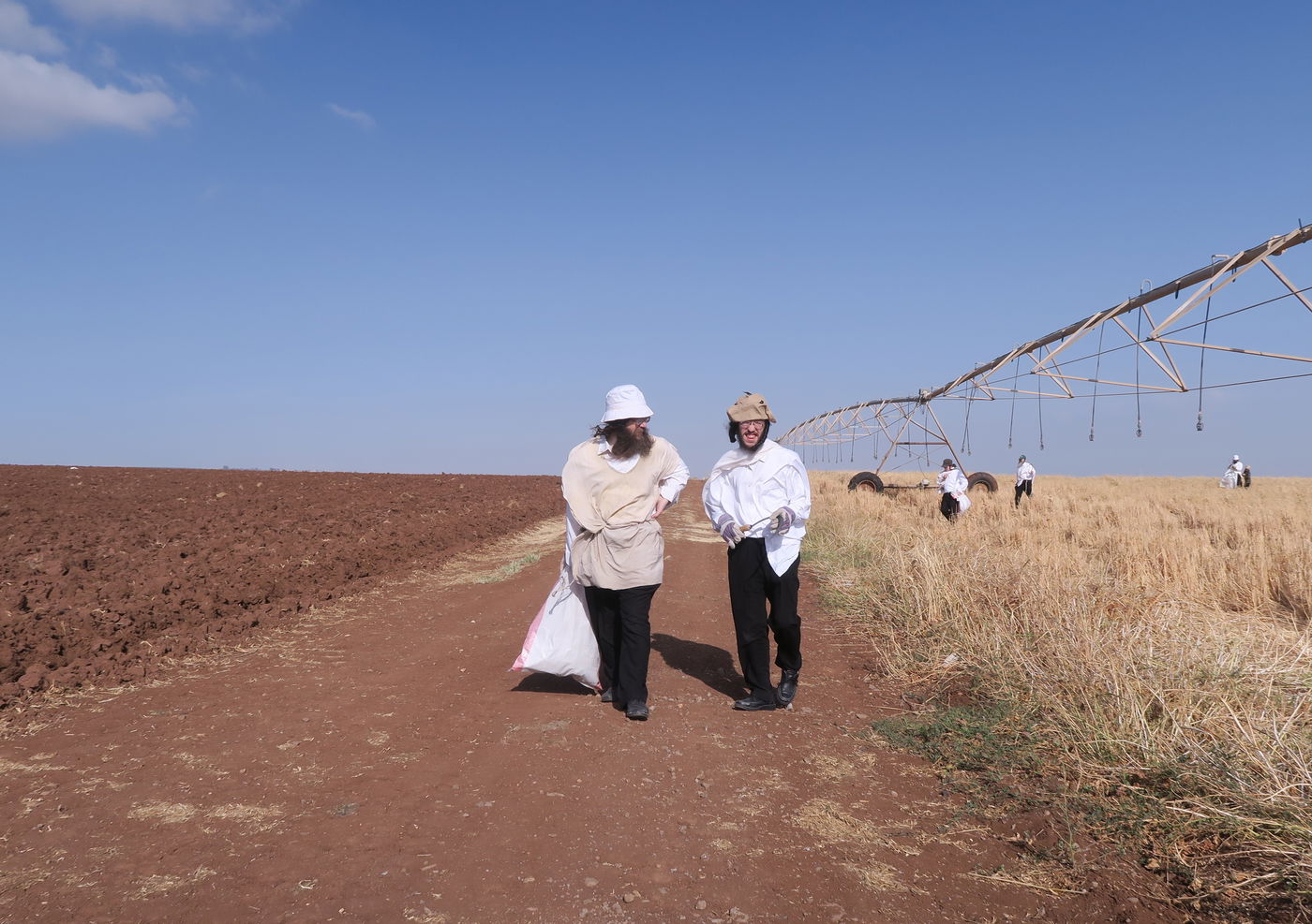 קצירת חיטים לחג הפסח תשפ''ו