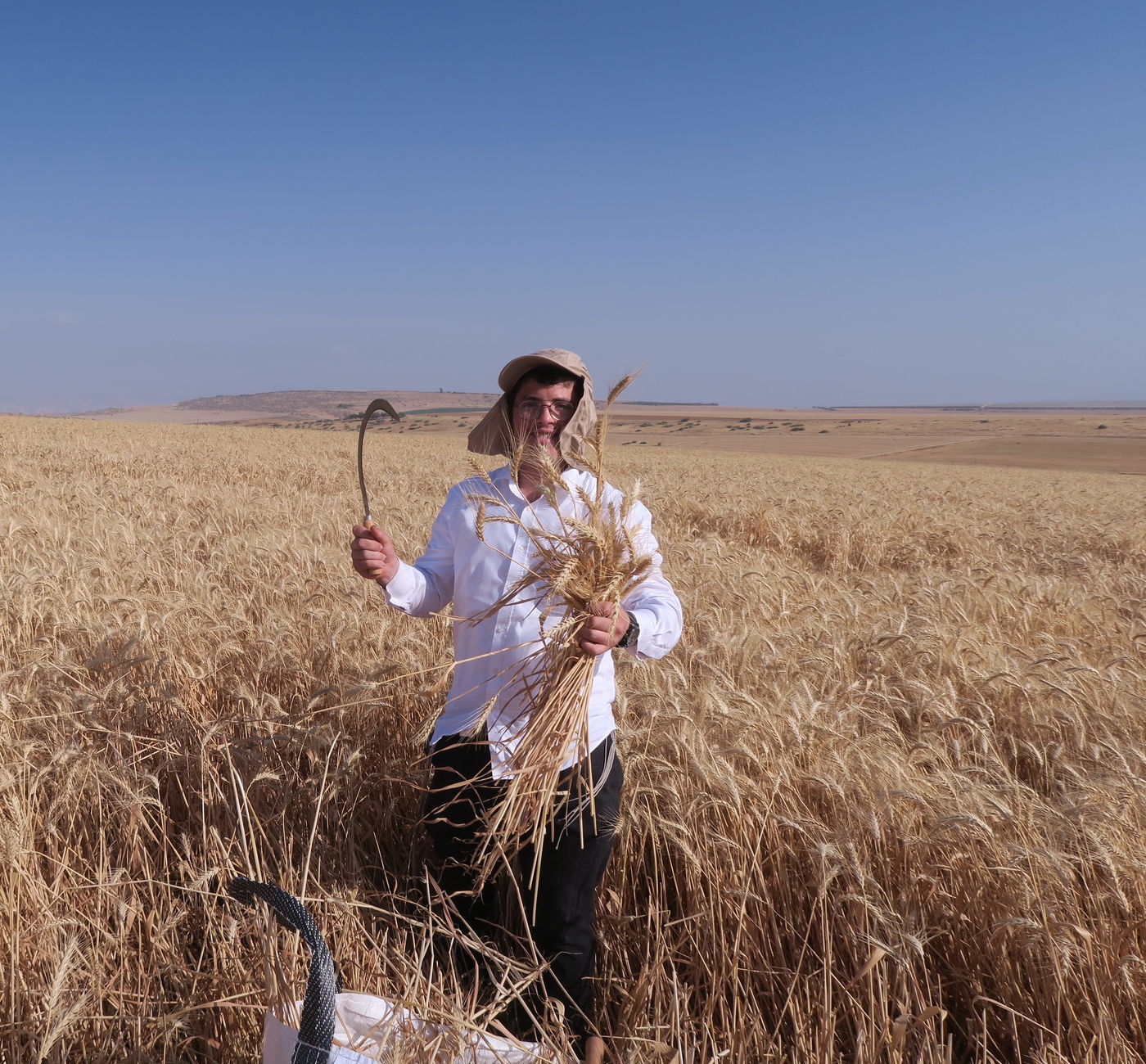 קצירת חיטים לחג הפסח תשפ''ו