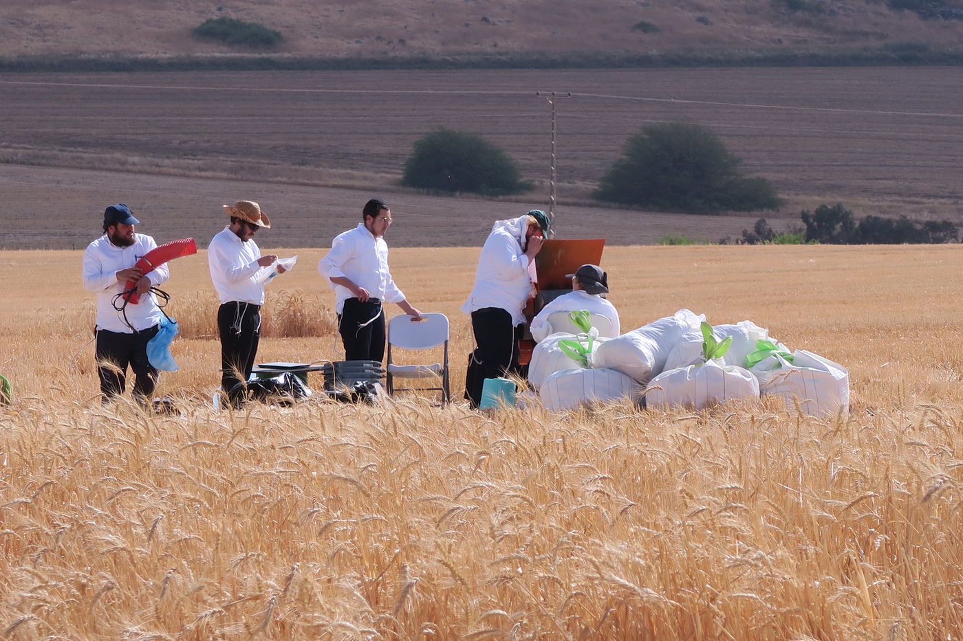 קצירת חיטים לחג הפסח תשפ''ו