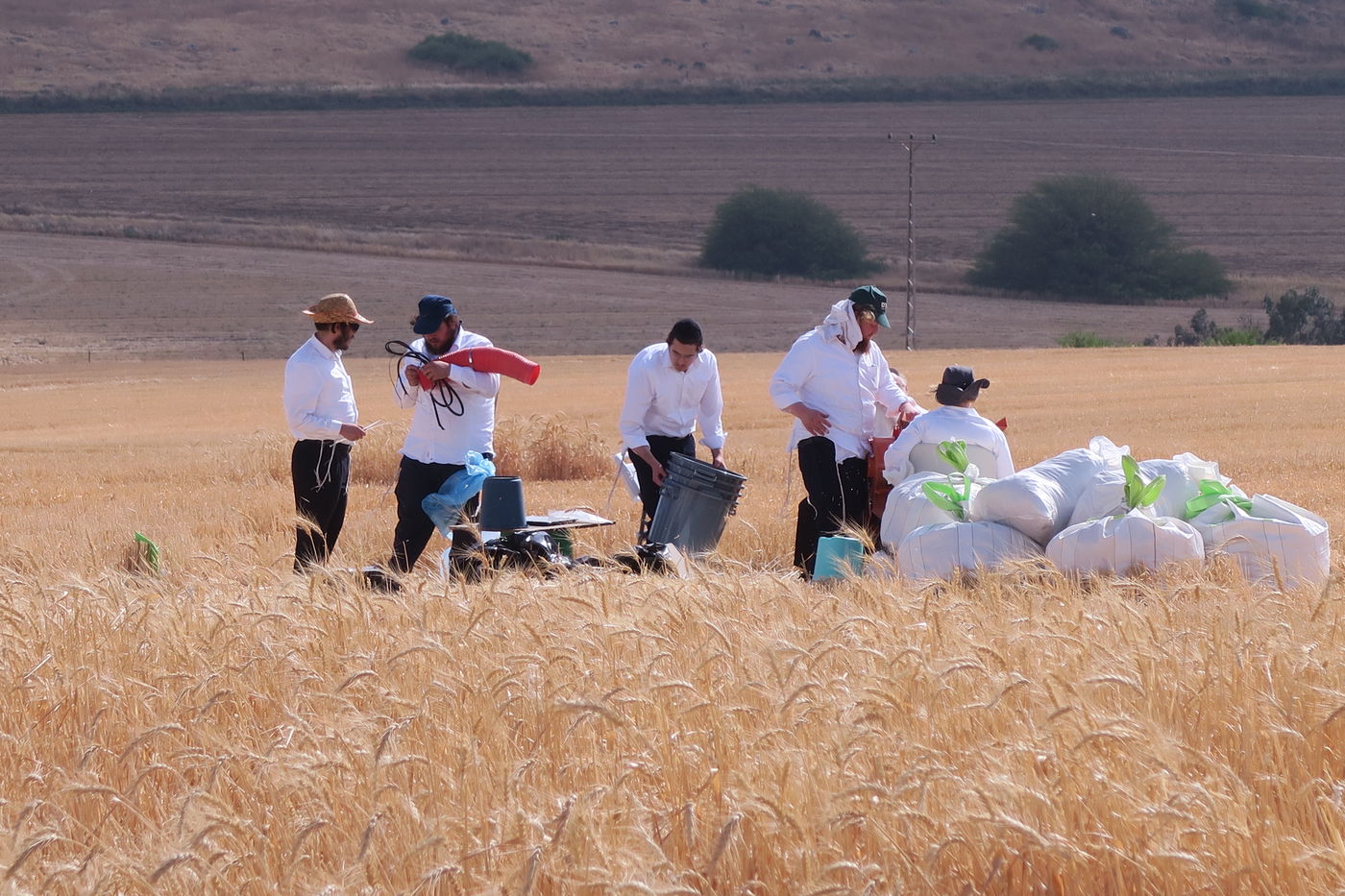 קצירת חיטים לחג הפסח תשפ''ו