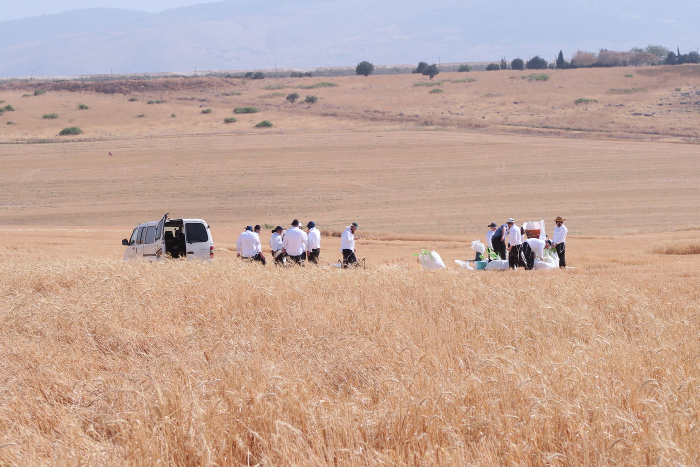 קצירת חיטים לחג הפסח תשפ''ו