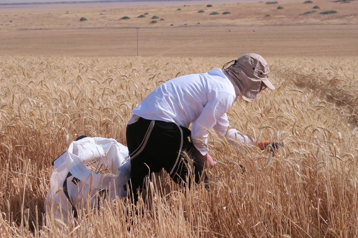 קצירת חיטים לחג הפסח תשפ''ו
