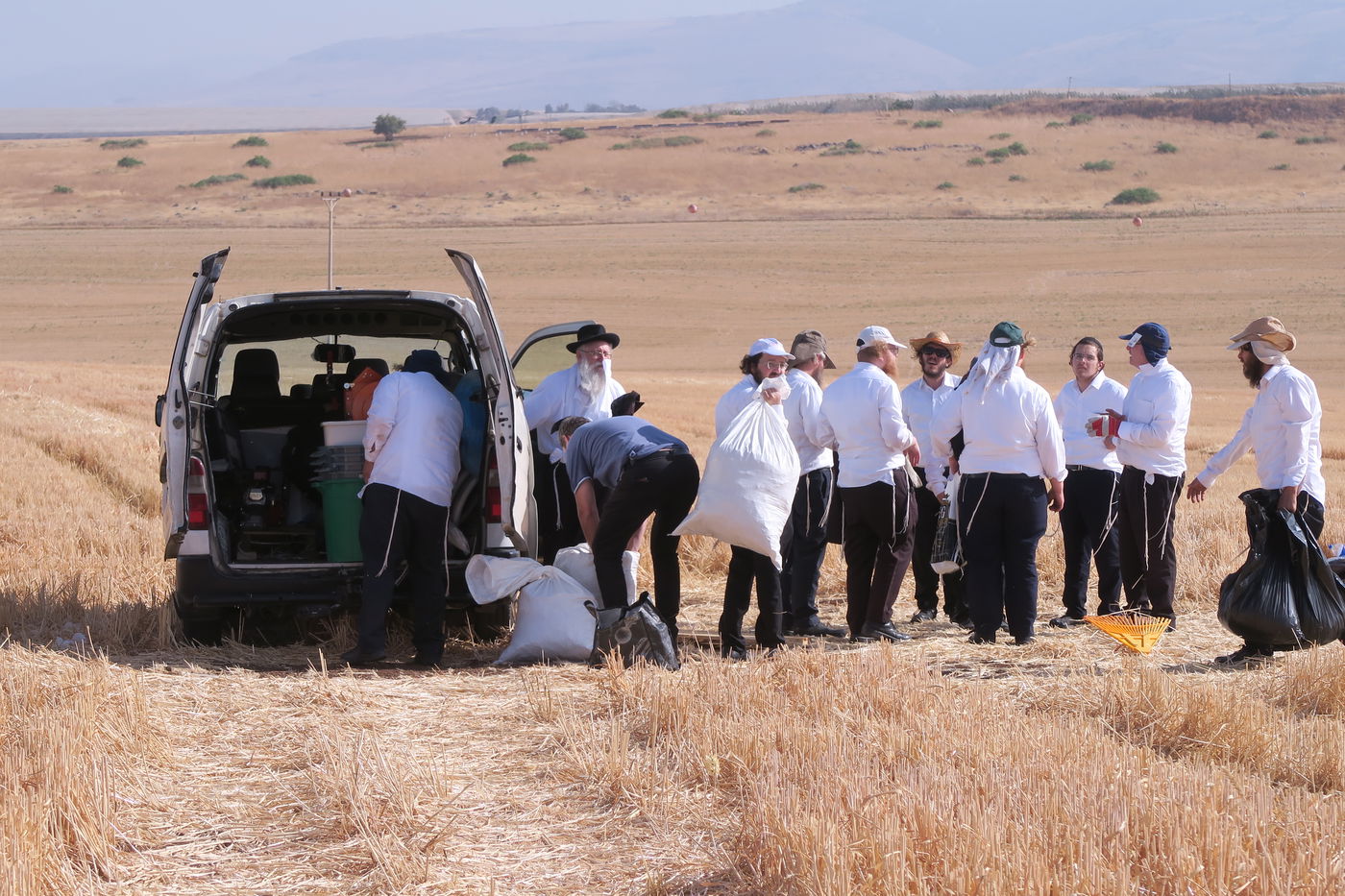 קצירת חיטים לחג הפסח תשפ''ו