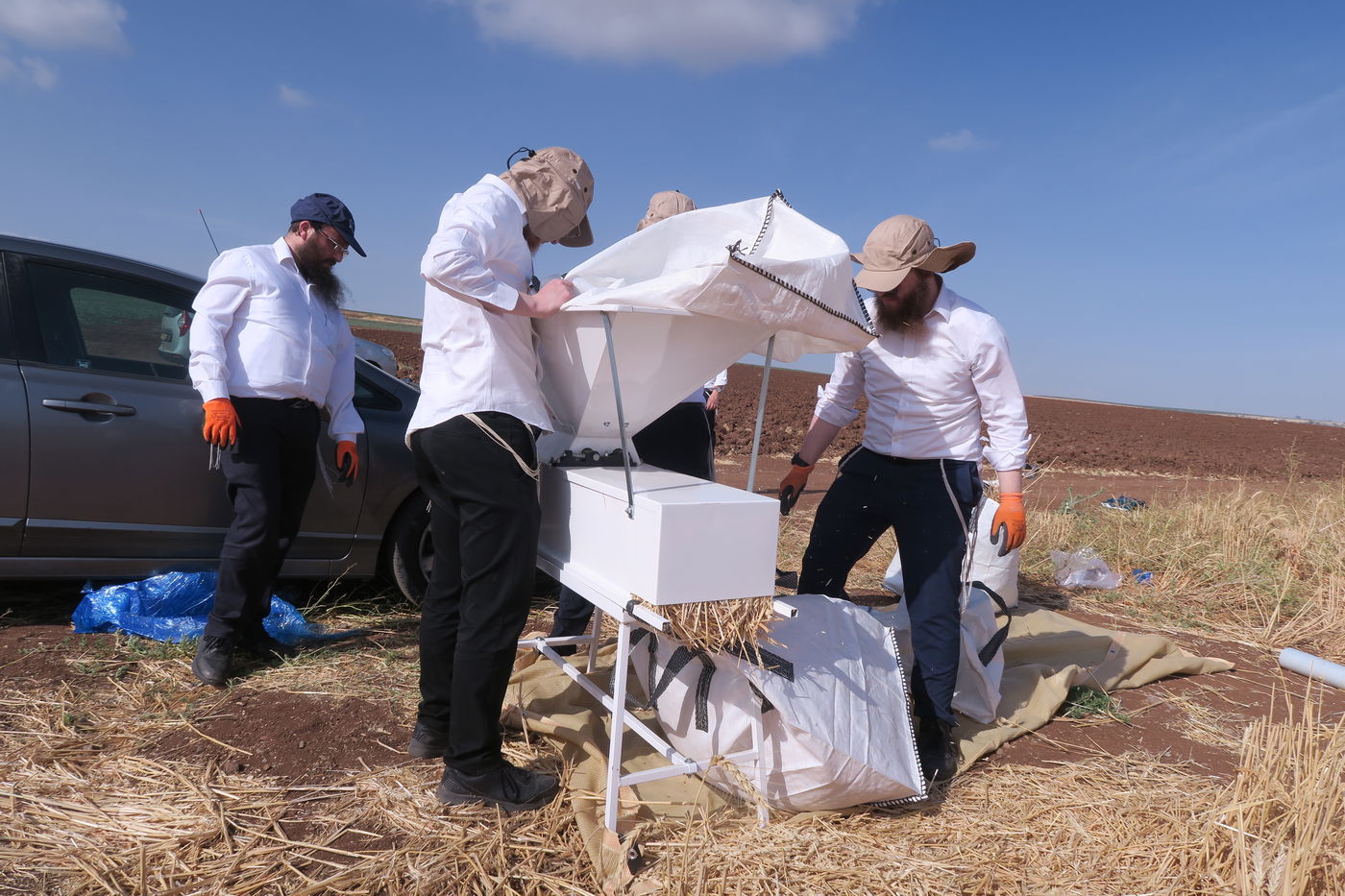 קצירת חיטים לחג הפסח תשפ''ו