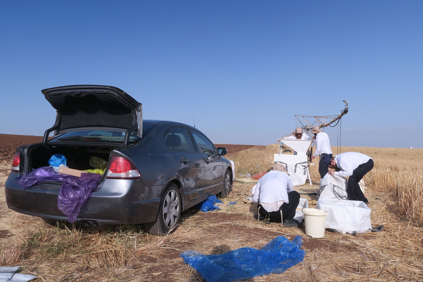 קצירת חיטים לחג הפסח תשפ''ו