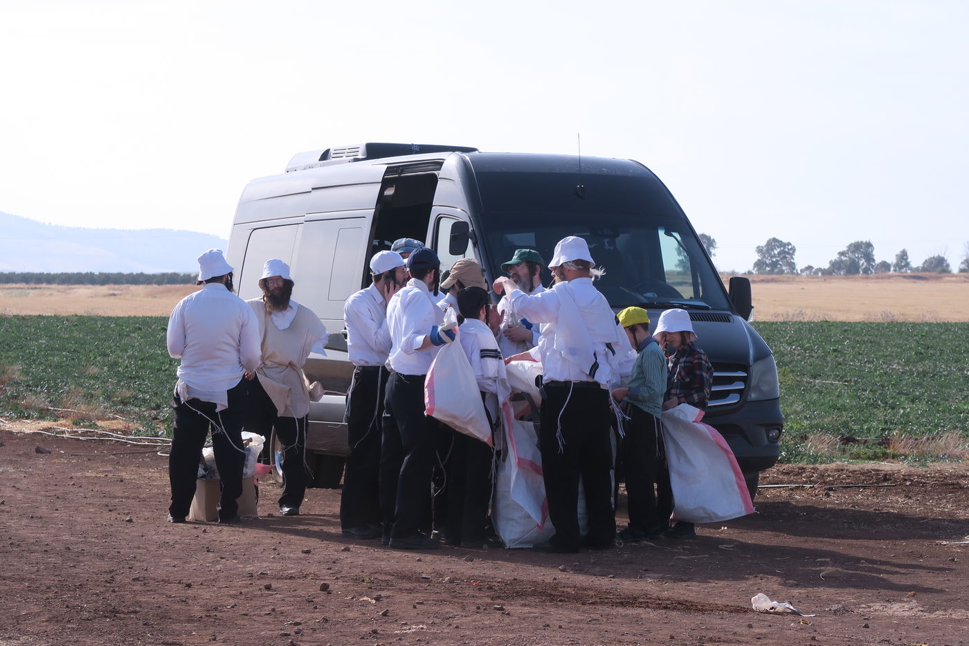 קצירת חיטים לחג הפסח תשפ''ו