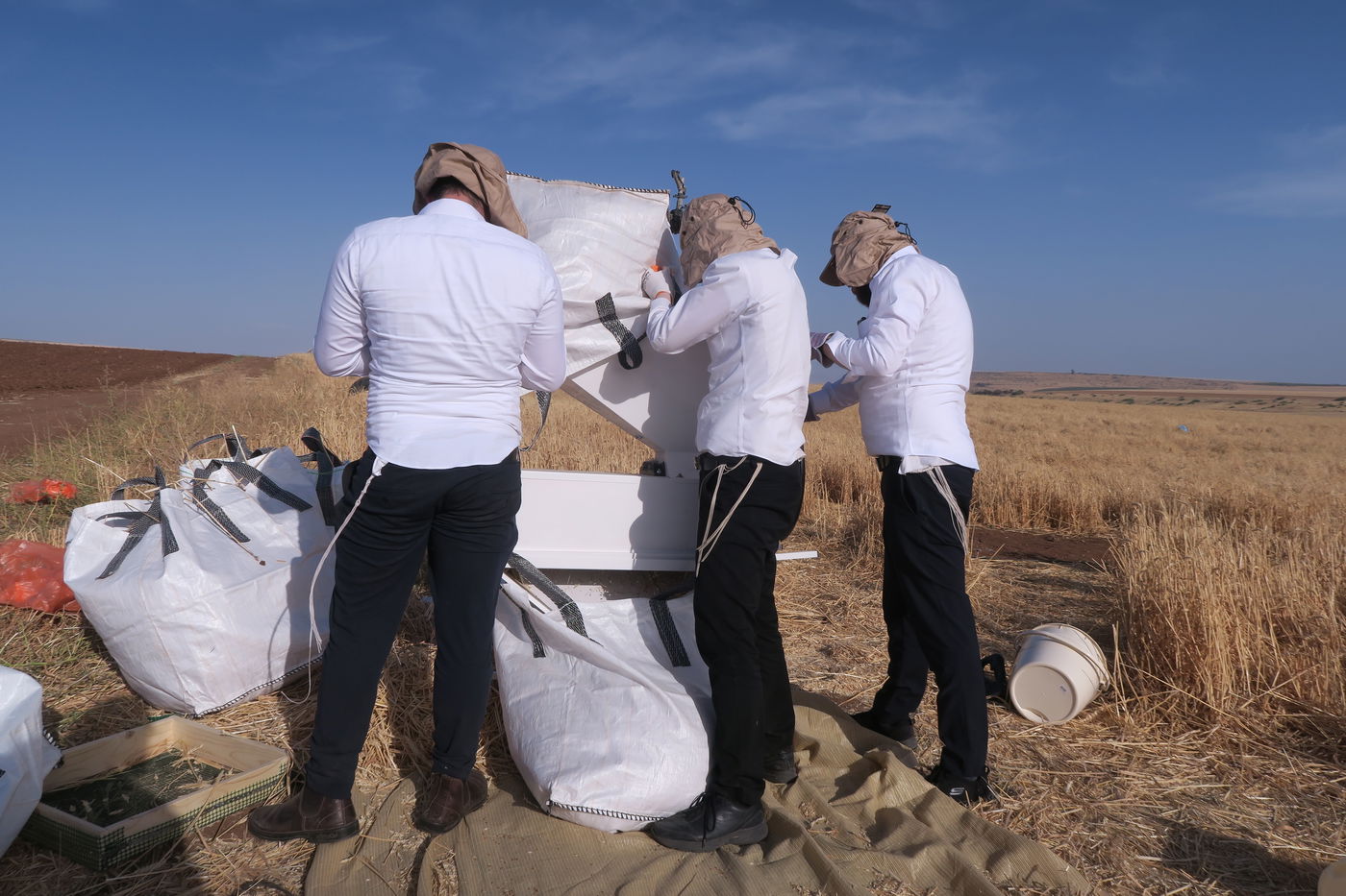 קצירת חיטים לחג הפסח תשפ''ו