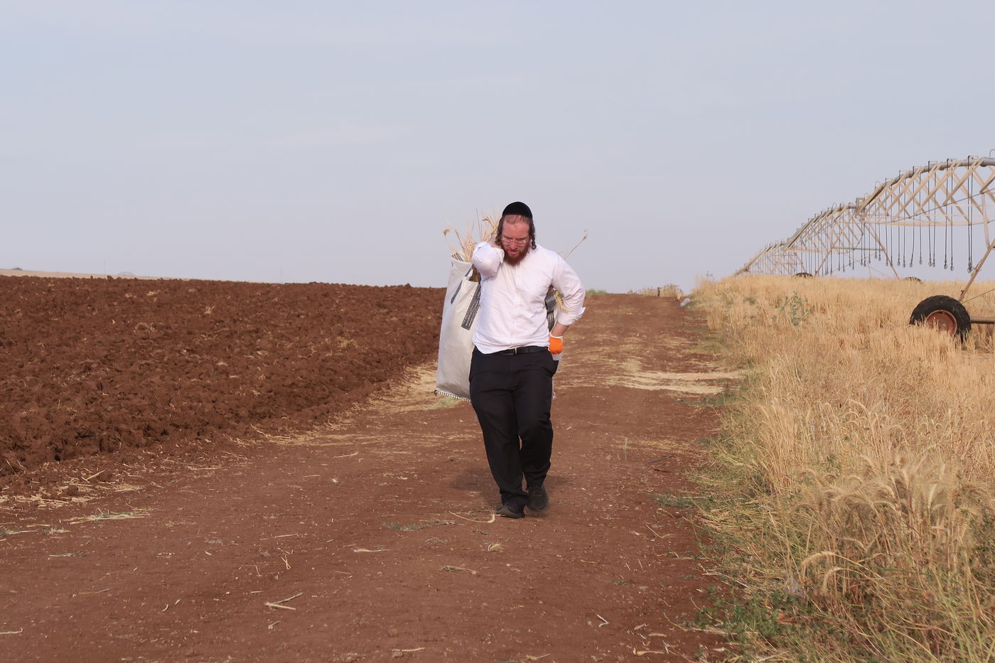 קצירת חיטים לחג הפסח תשפ''ו