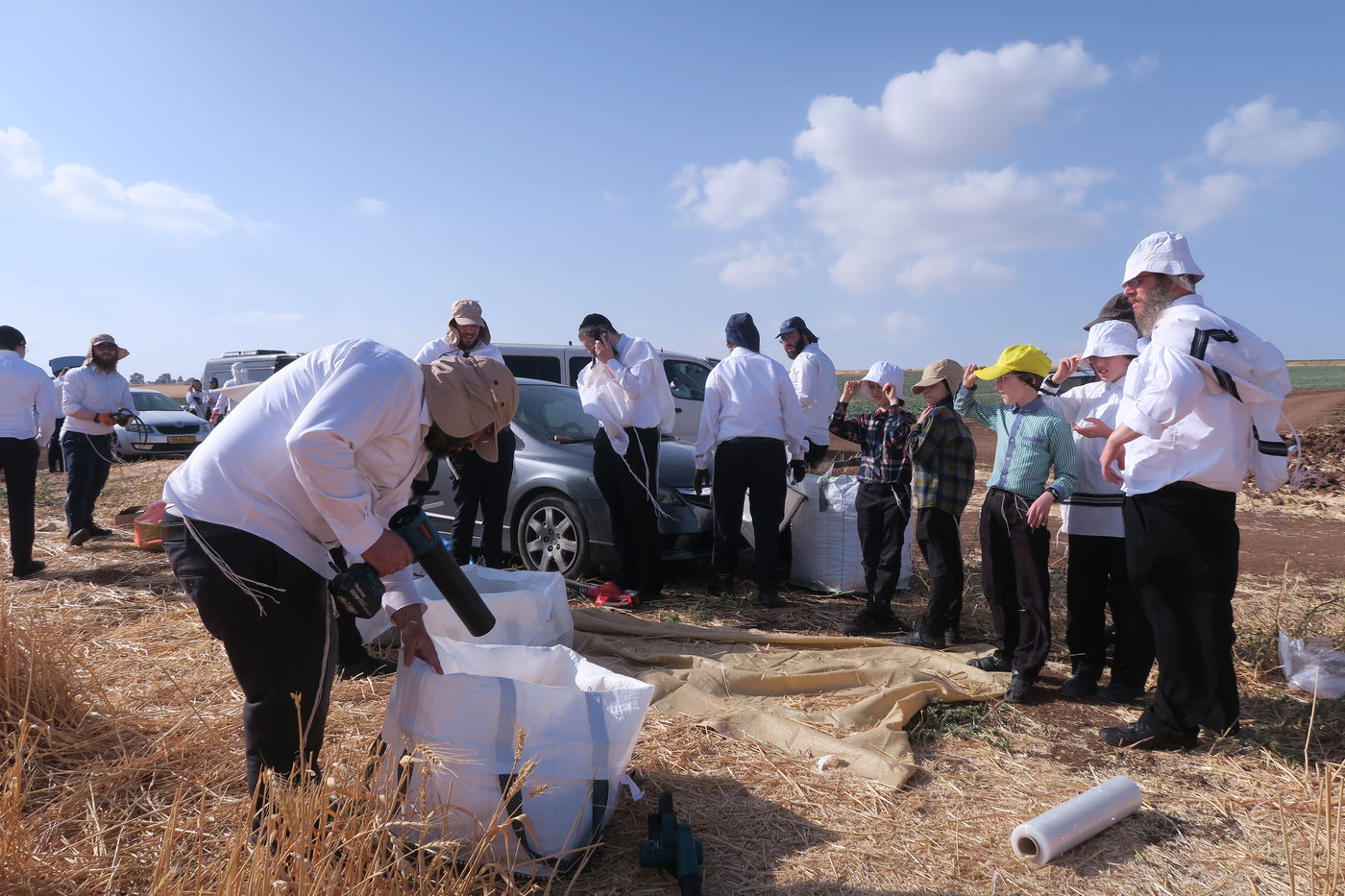 קצירת חיטים לחג הפסח תשפ''ו