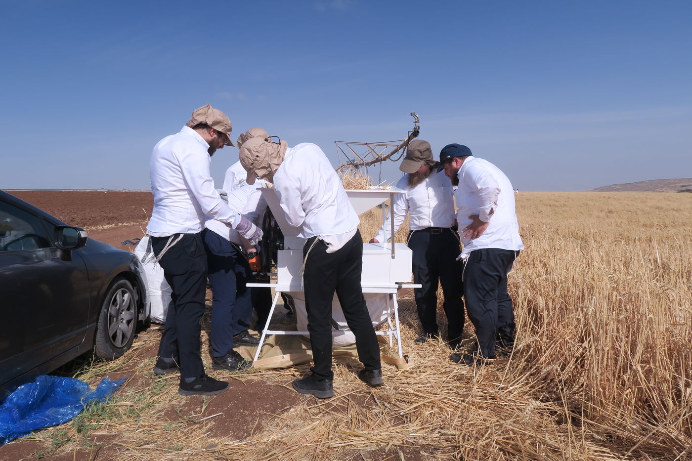 קצירת חיטים לחג הפסח תשפ''ו