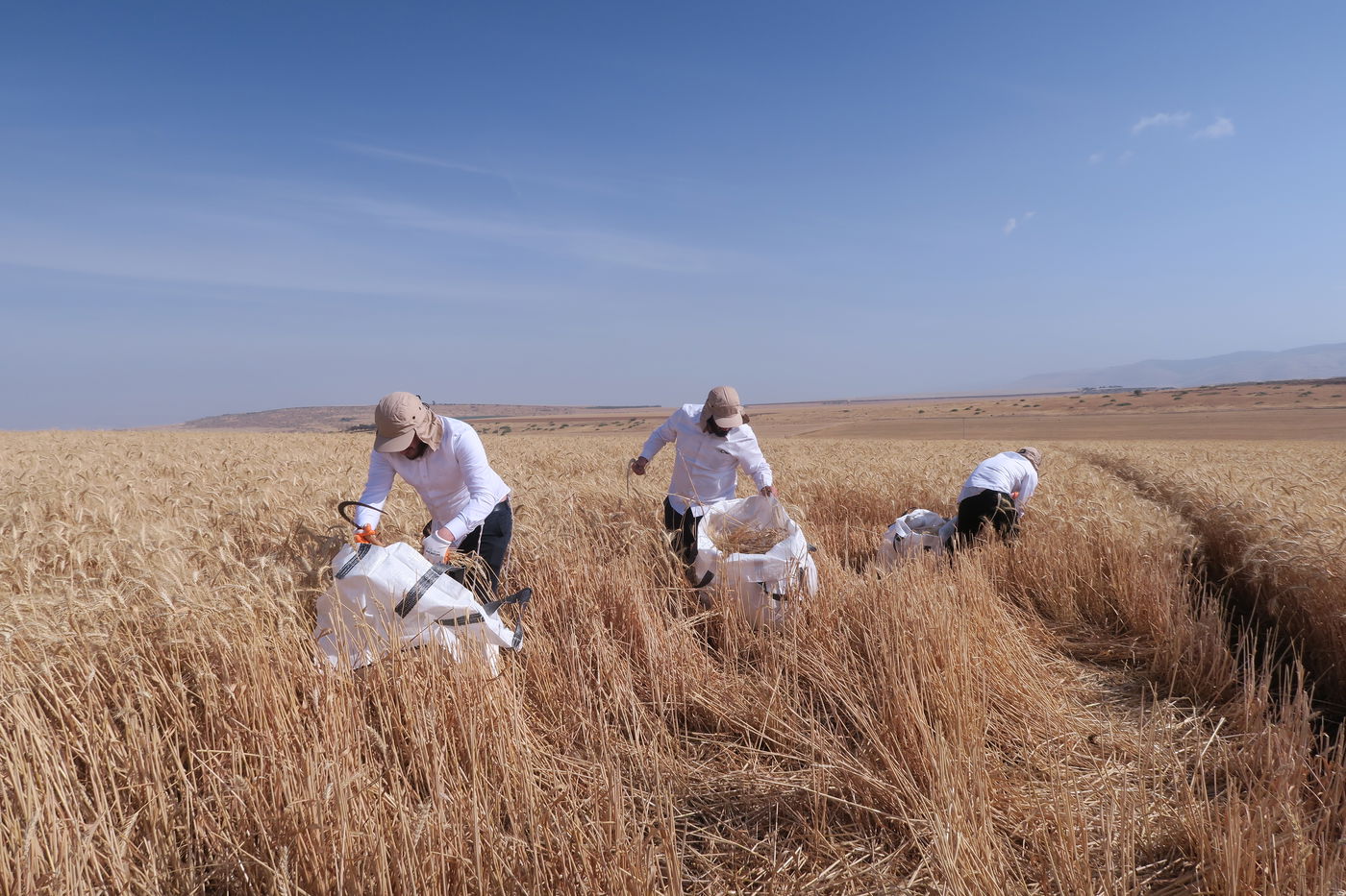 קצירת חיטים לחג הפסח תשפ''ו