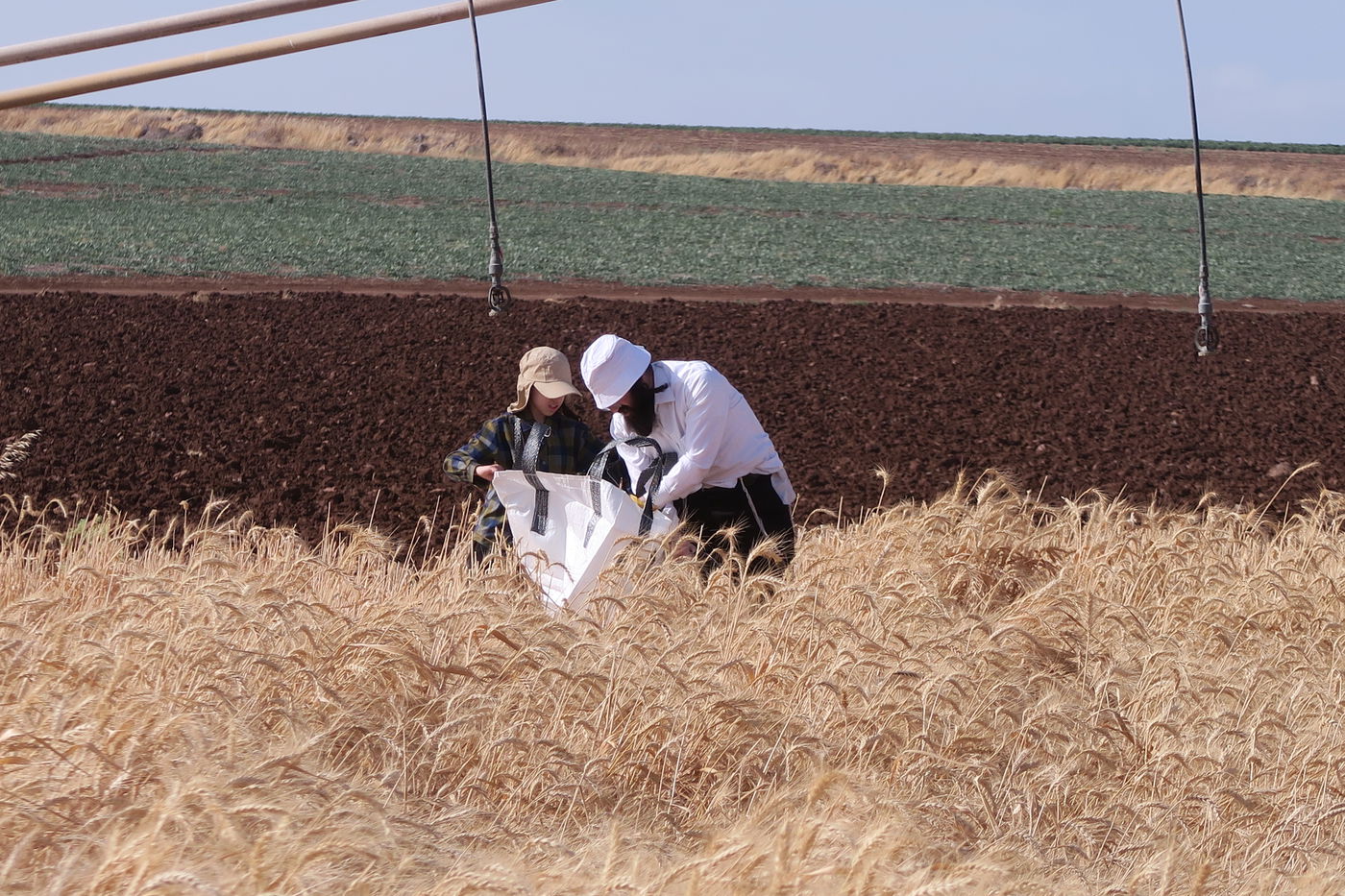 קצירת חיטים לחג הפסח תשפ''ו