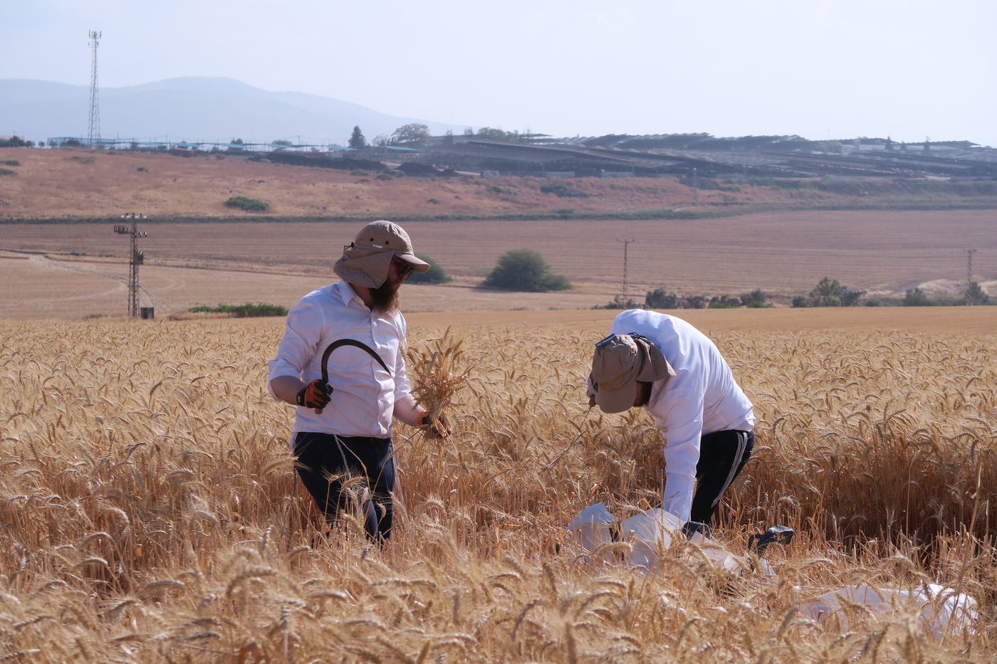 קצירת חיטים לחג הפסח תשפ''ו