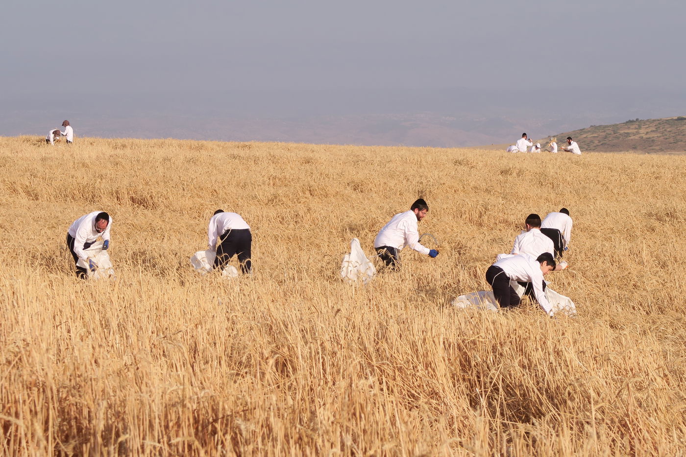קצירת חיטים לחג הפסח תשפ''ו