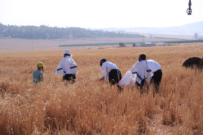 קצירת חיטים לחג הפסח תשפ''ו