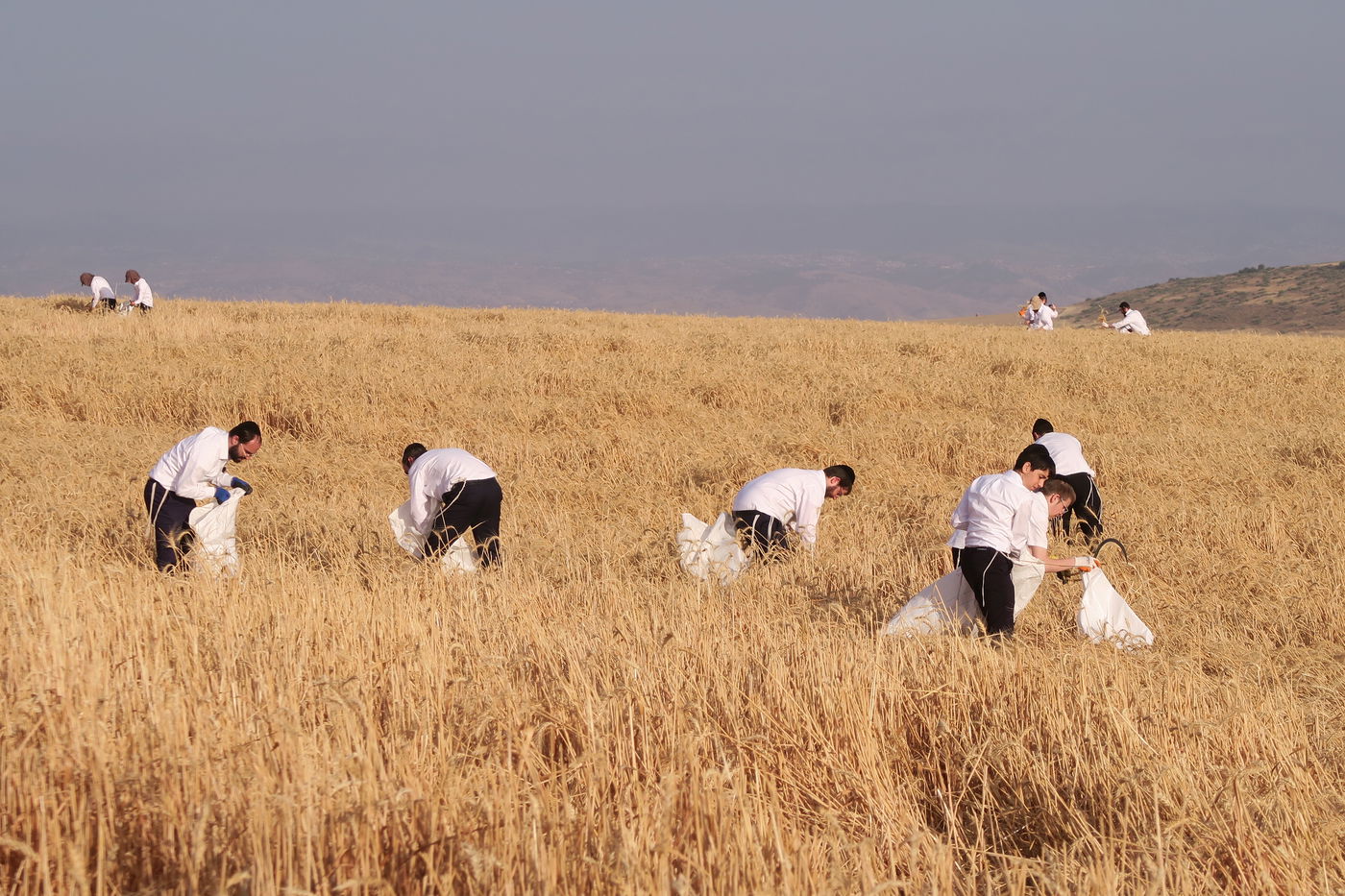 קצירת חיטים לחג הפסח תשפ''ו