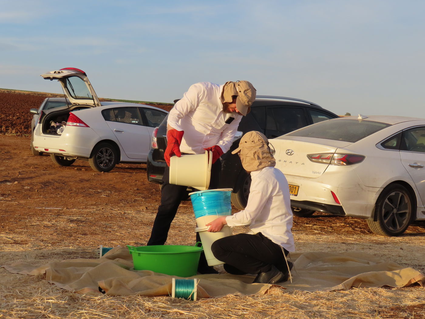 קצירת חיטים לחג הפסח תשפ''ו