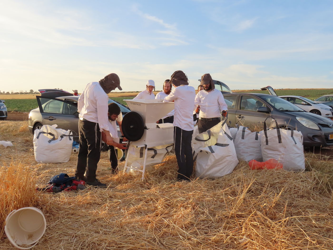 קצירת חיטים לחג הפסח תשפ''ו