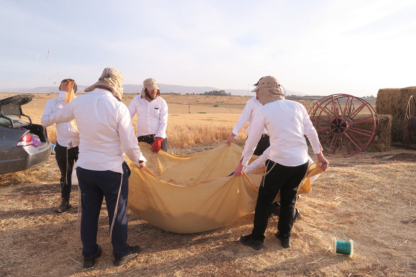 קצירת חיטים לחג הפסח תשפ''ו
