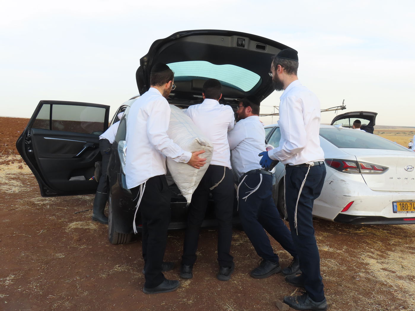 קצירת חיטים לחג הפסח תשפ''ו