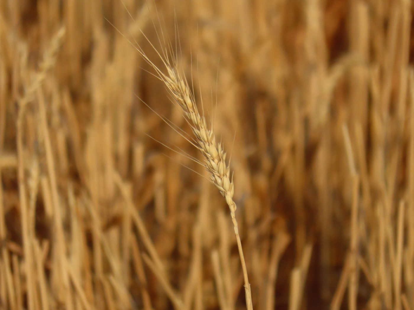 קצירת חיטים לחג הפסח תשפ''ו