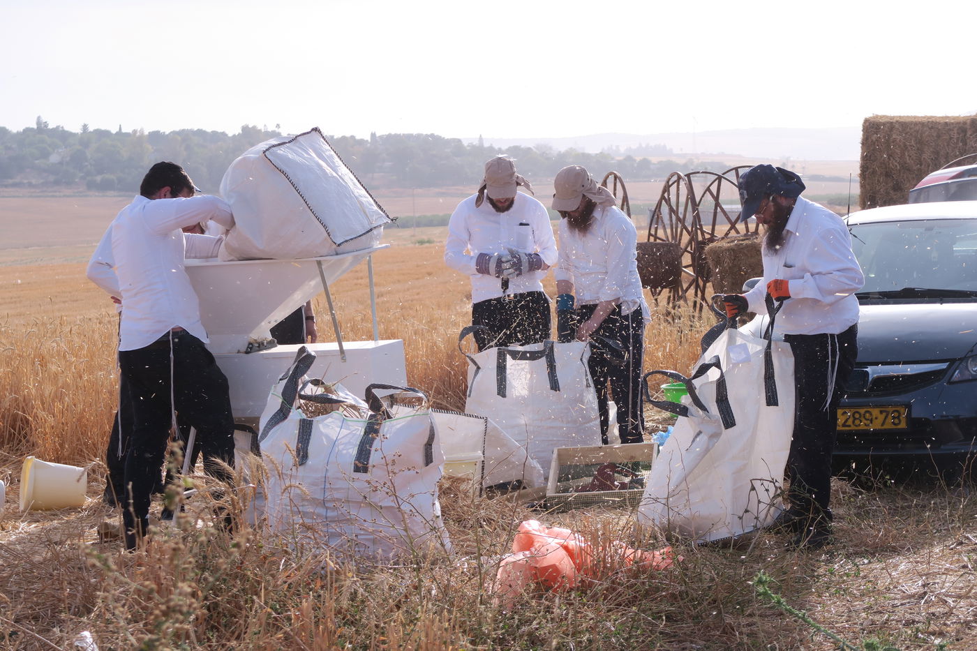 קצירת חיטים לחג הפסח תשפ''ו