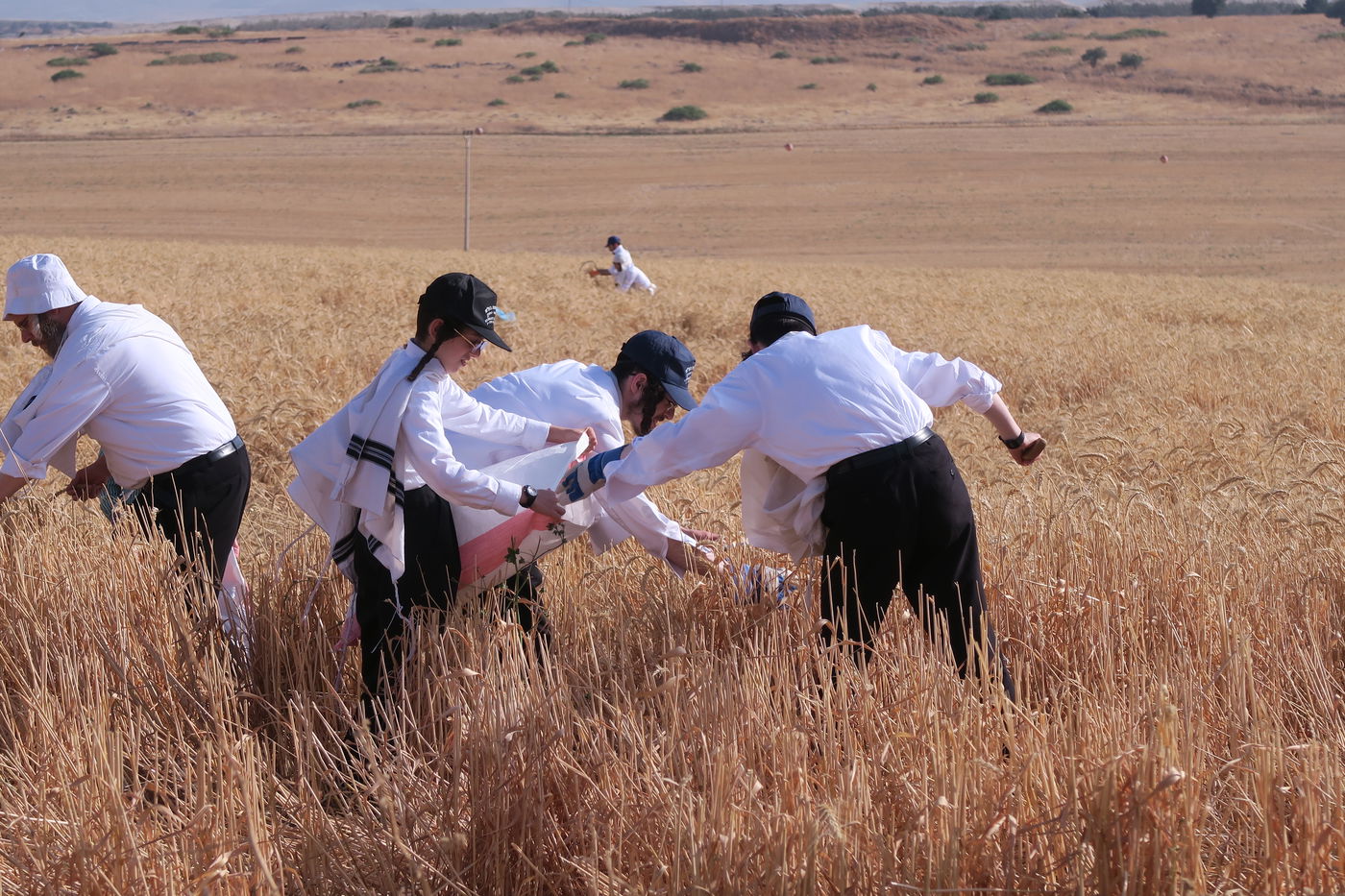 קצירת חיטים לחג הפסח תשפ''ו