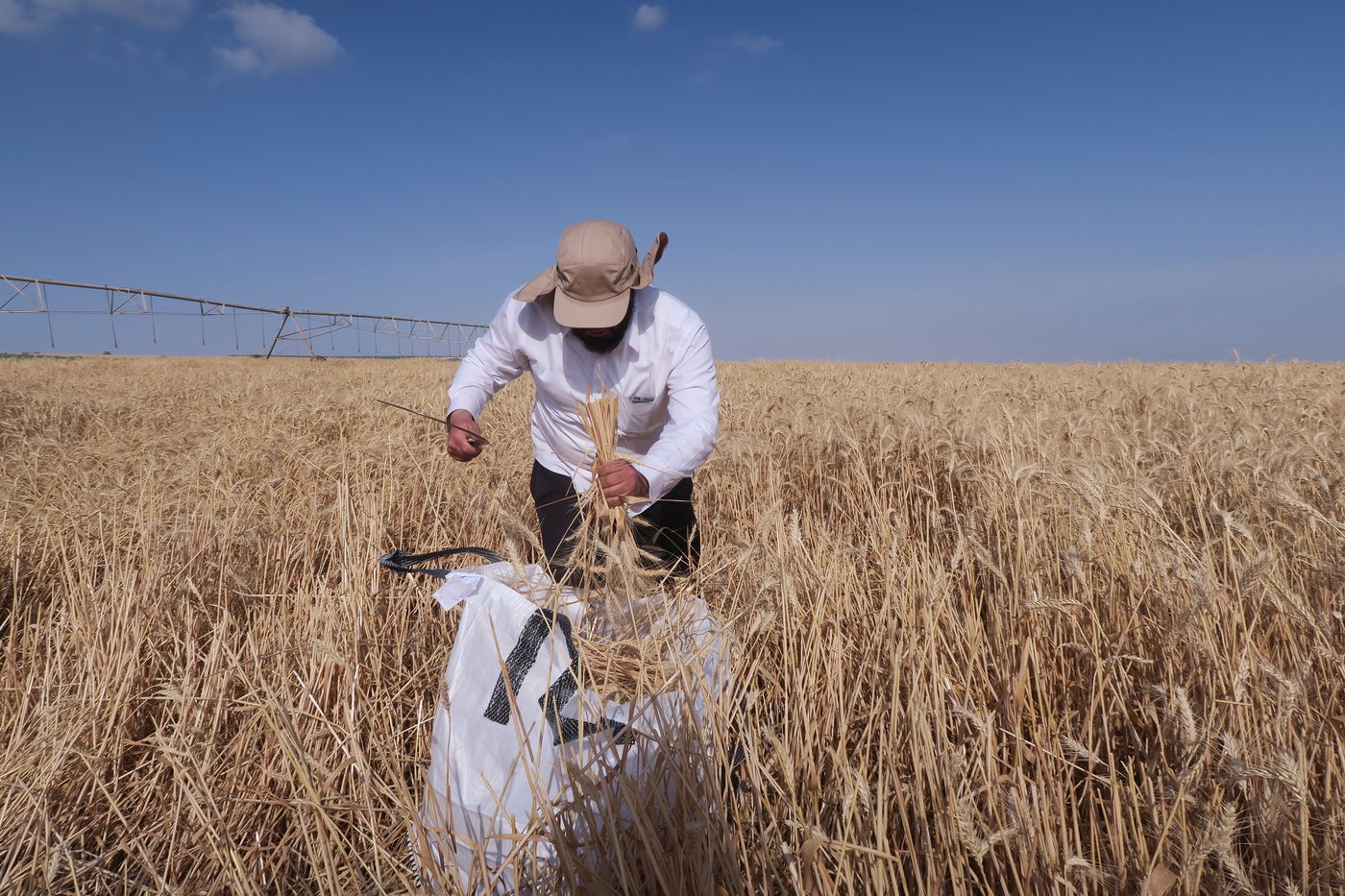 קצירת חיטים לחג הפסח תשפ''ו