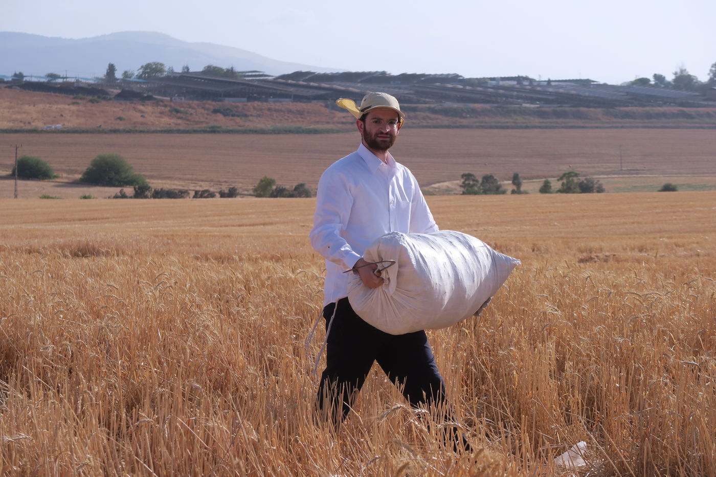 קצירת חיטים לחג הפסח תשפ''ו