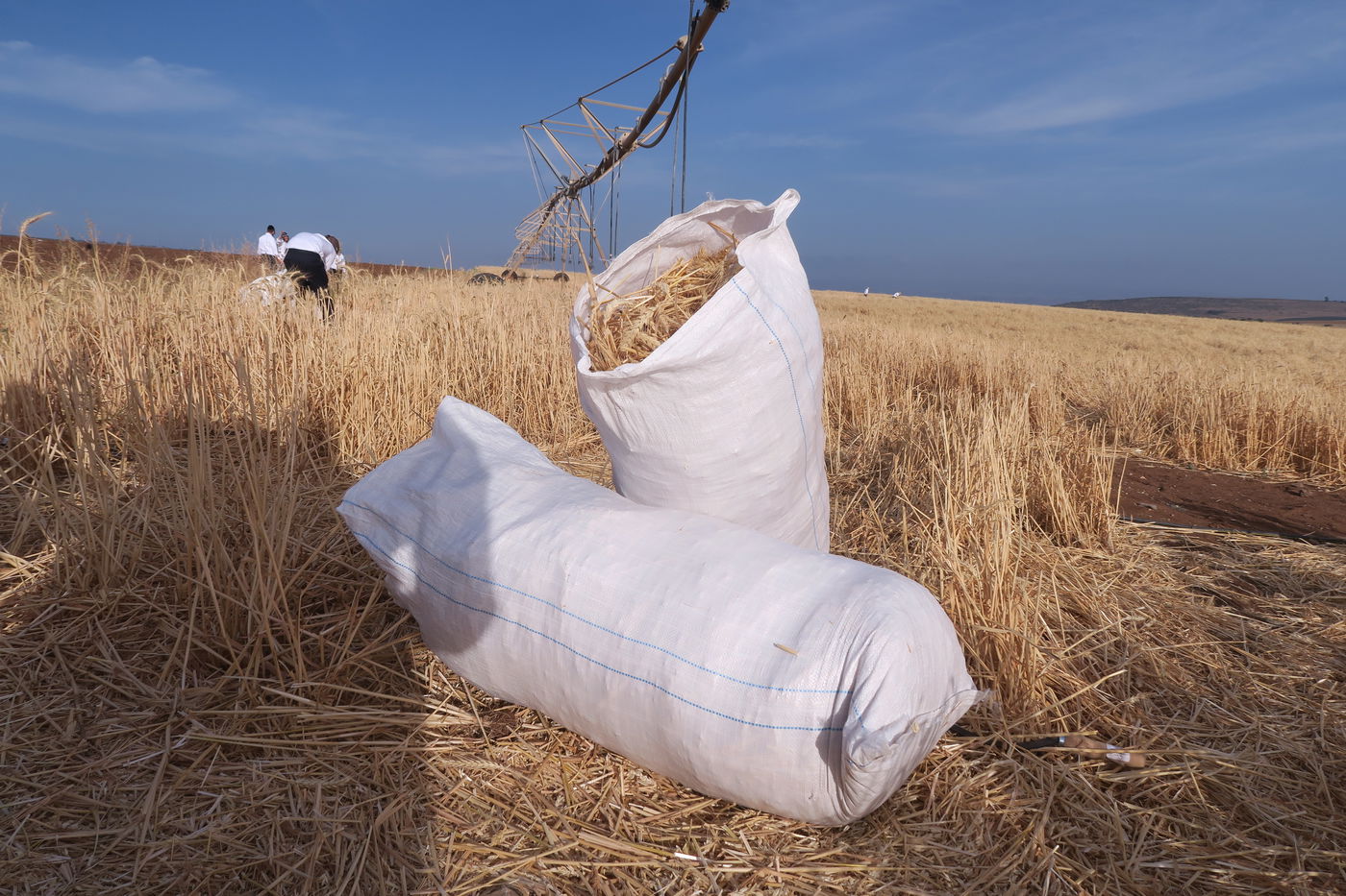 קצירת חיטים לחג הפסח תשפ''ו