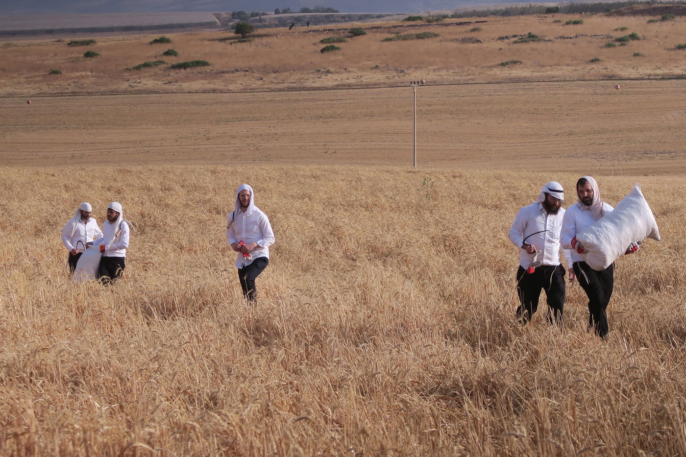 קצירת חיטים לחג הפסח תשפ''ו