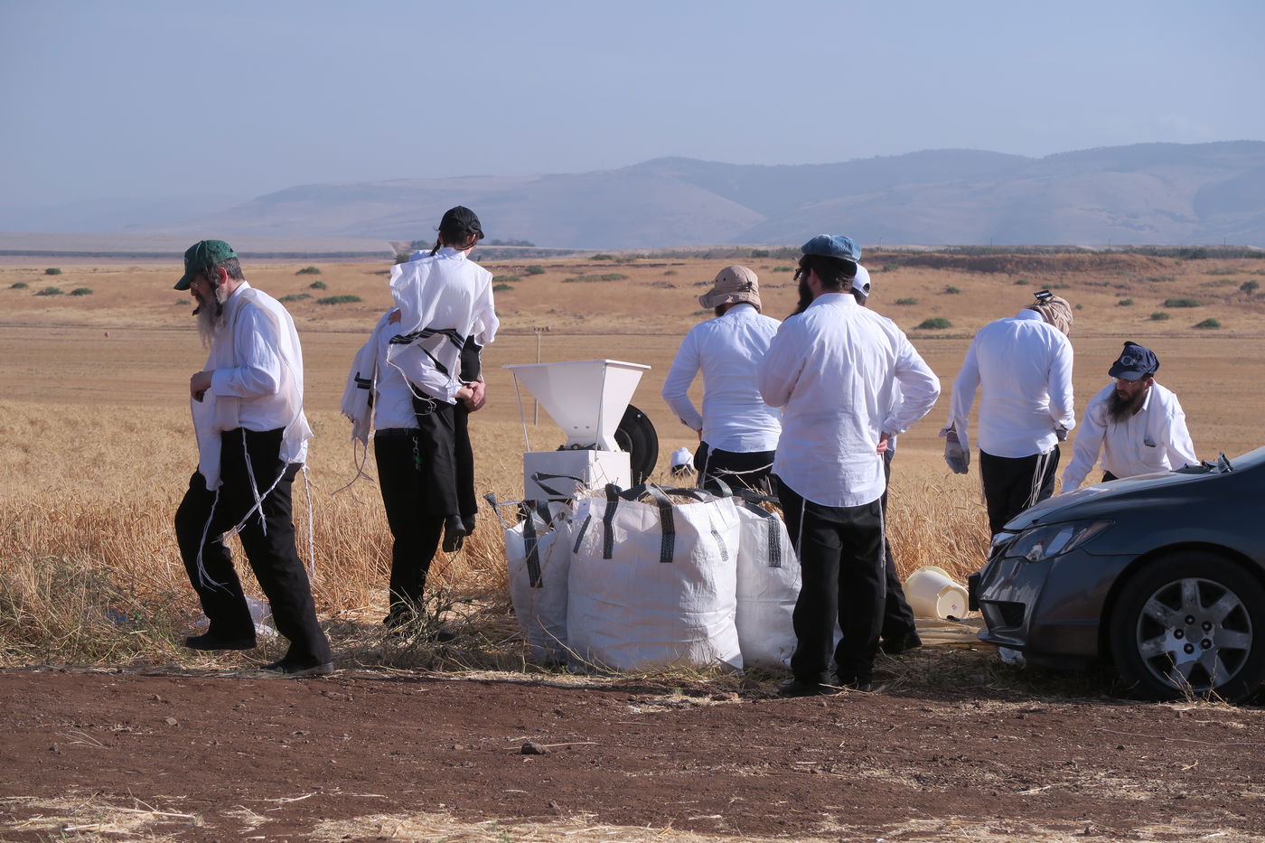 קצירת חיטים לחג הפסח תשפ''ו