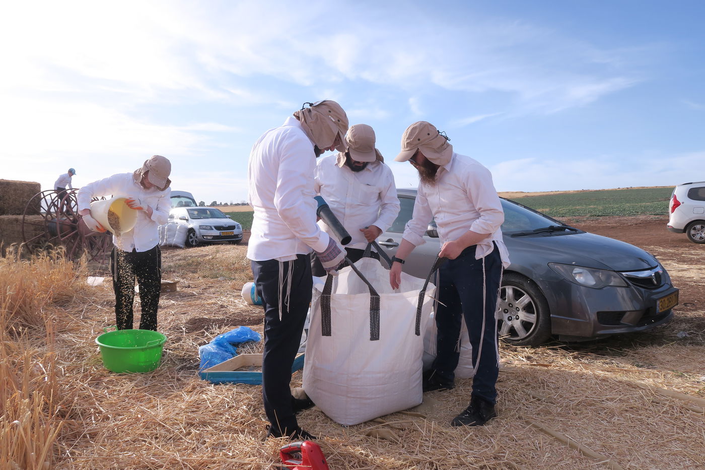 קצירת חיטים לחג הפסח תשפ''ו