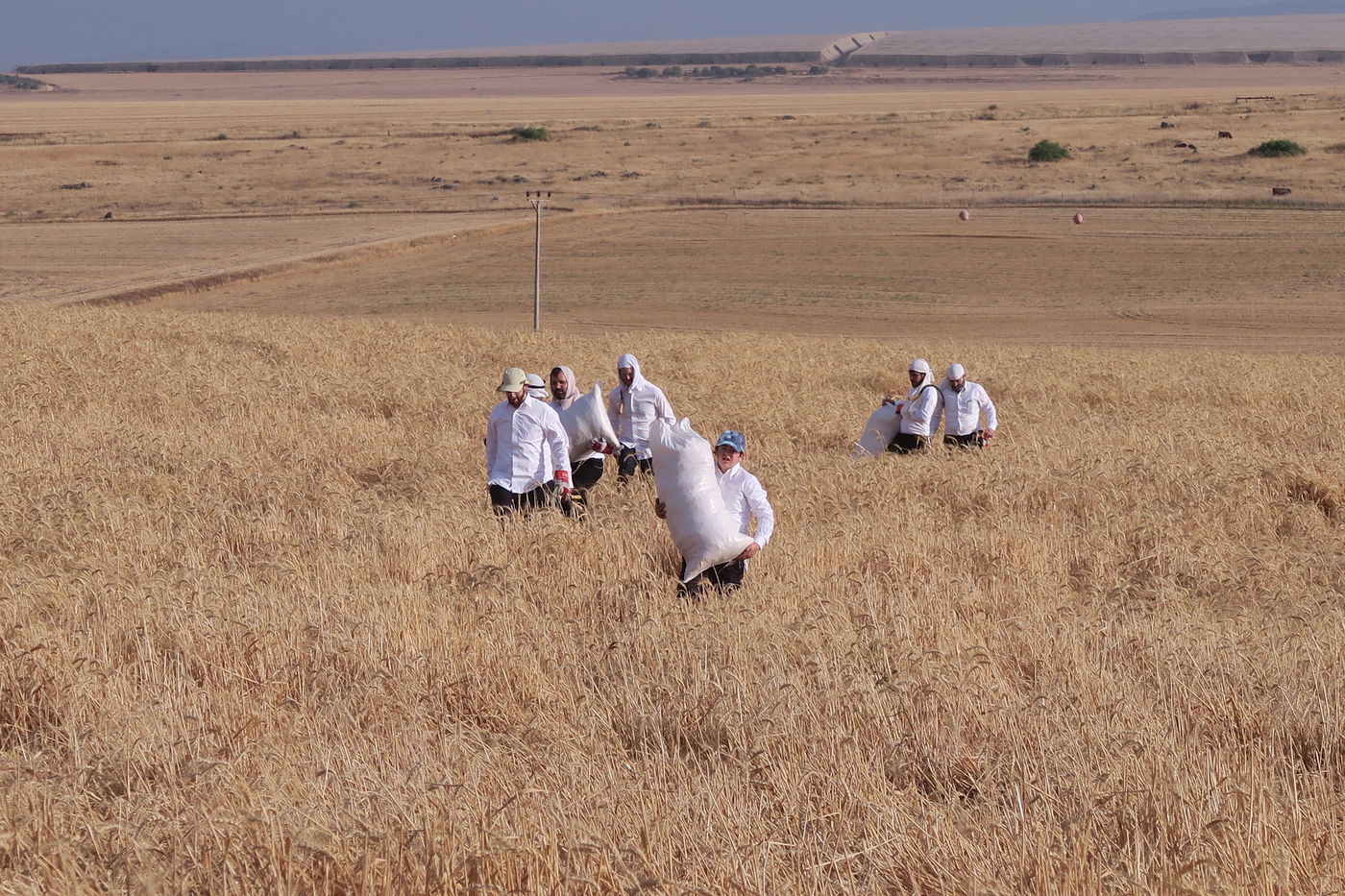 קצירת חיטים לחג הפסח תשפ''ו
