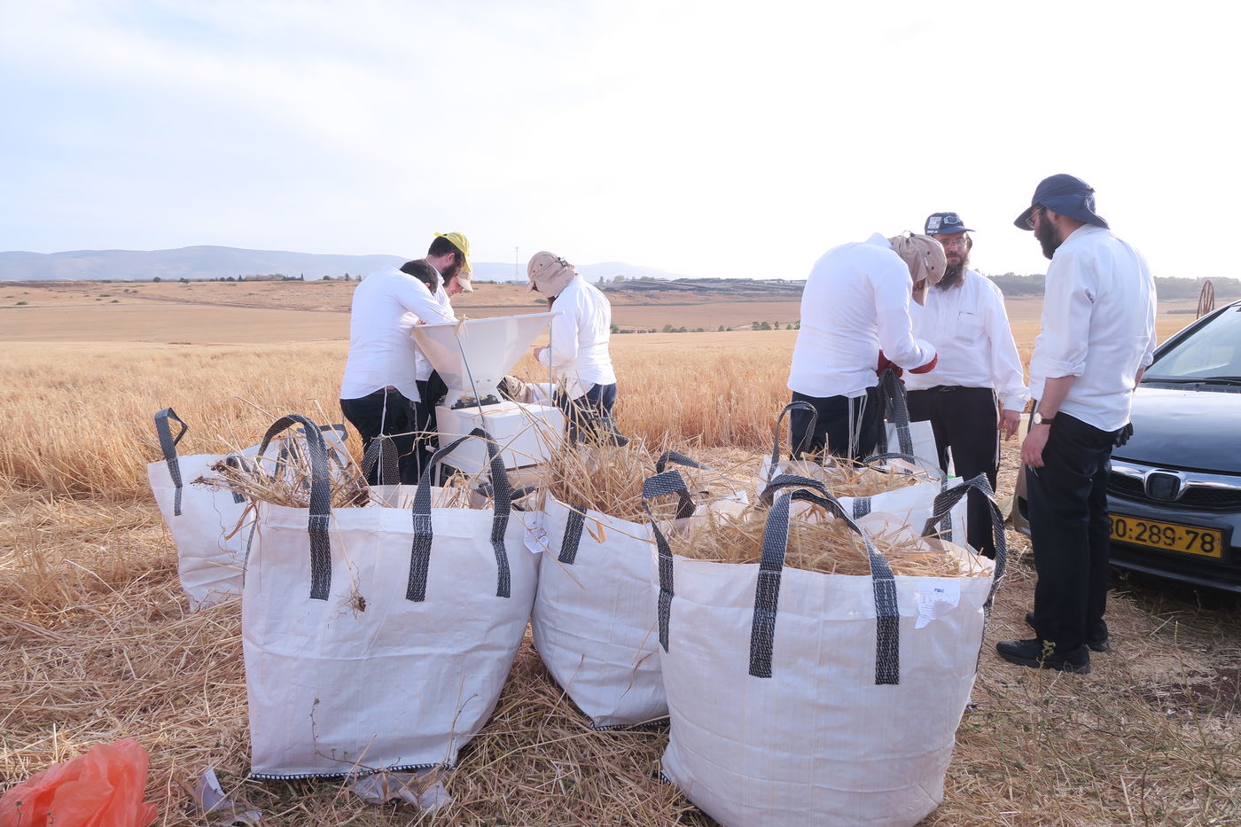 קצירת חיטים לחג הפסח תשפ''ו