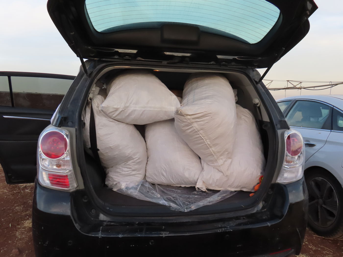 קצירת חיטים לחג הפסח תשפ''ו