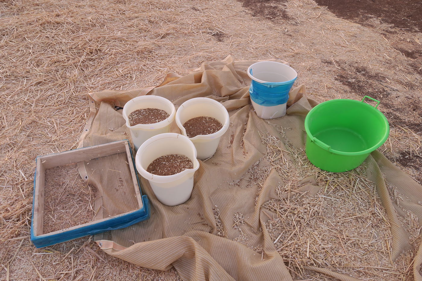 קצירת חיטים לחג הפסח תשפ''ו