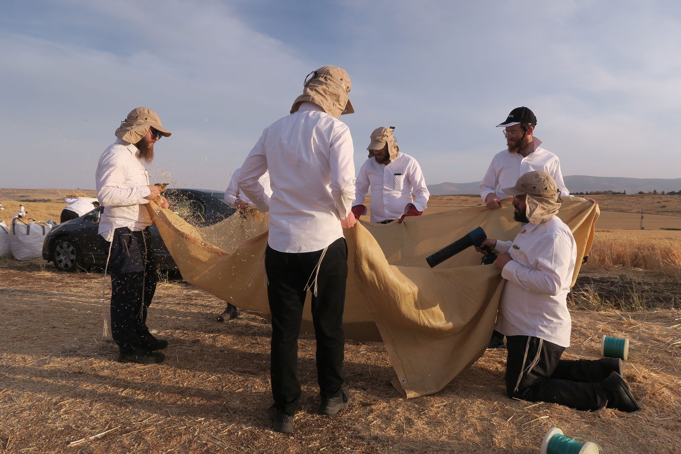 קצירת חיטים לחג הפסח תשפ''ו