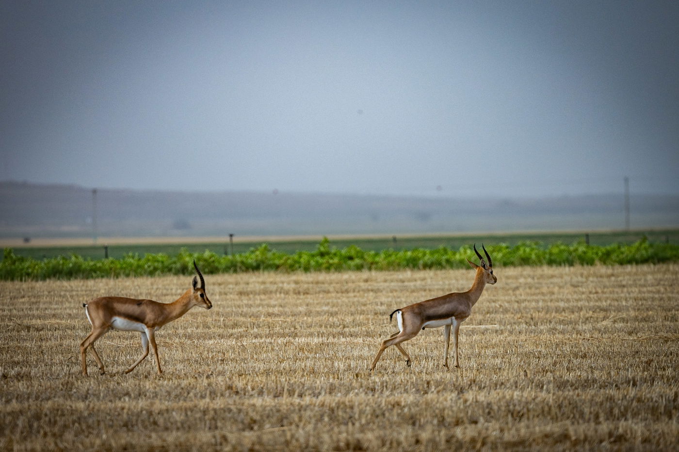 גבול עזה, אתמול 