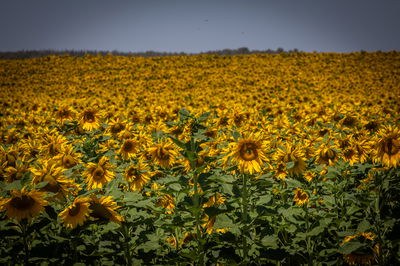  שדה חמניות בלטרון