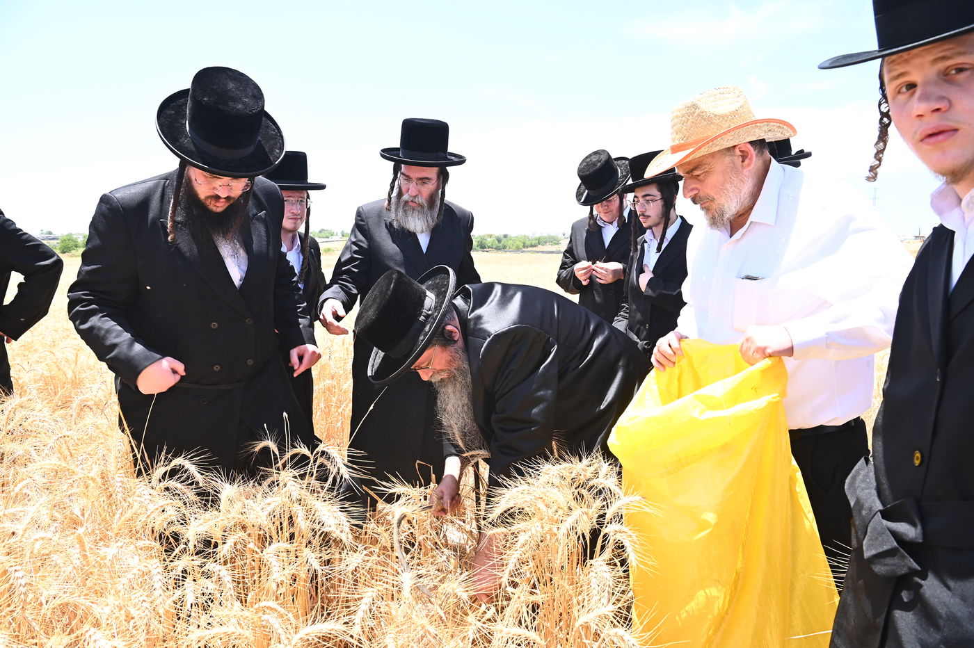 האדמו"ר משבט הלוי בקצירת חיטים
