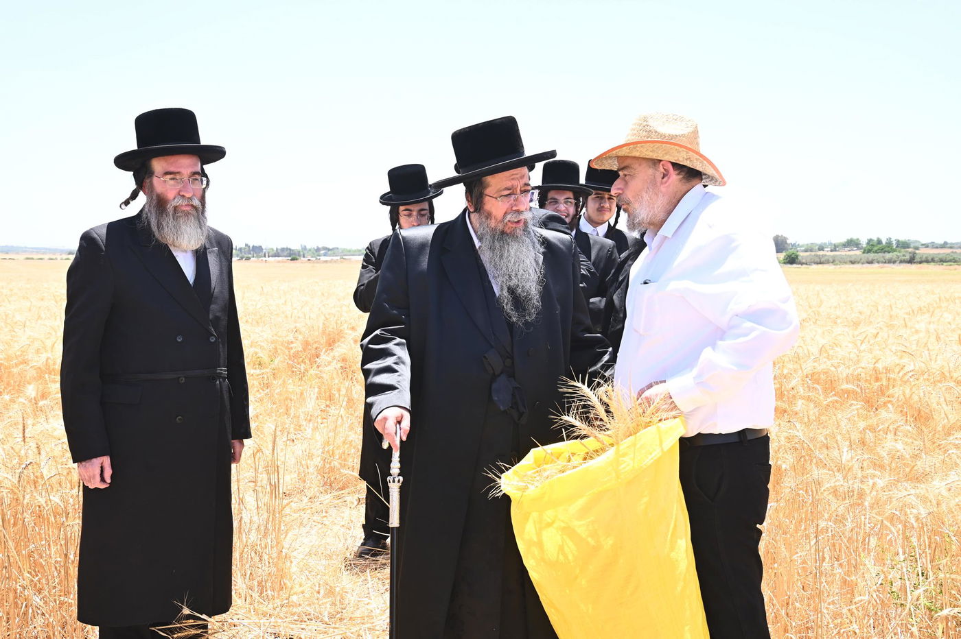 האדמו"ר משבט הלוי בקצירת חיטים