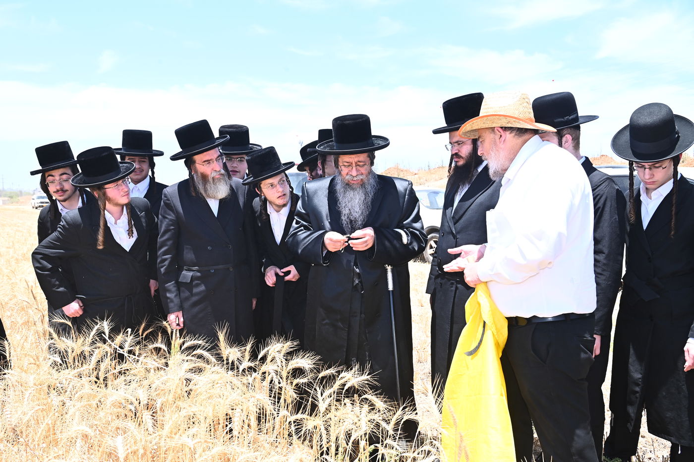 האדמו"ר משבט הלוי בקצירת חיטים