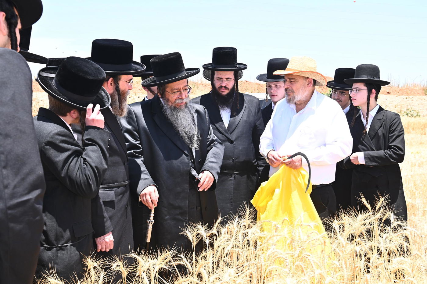 האדמו"ר משבט הלוי בקצירת חיטים