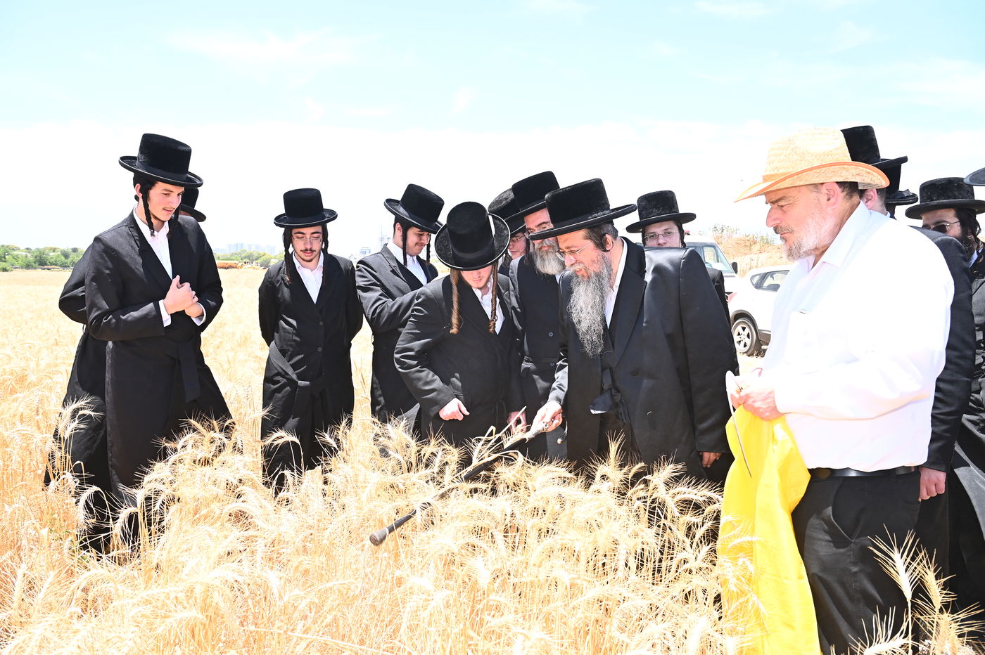 האדמו"ר משבט הלוי בקצירת חיטים