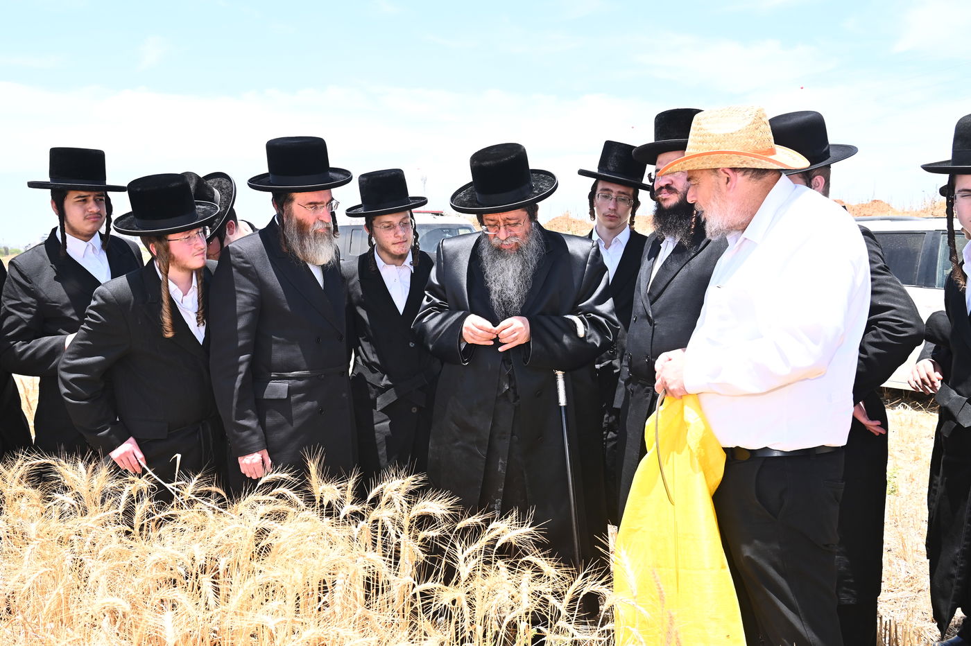 האדמו"ר משבט הלוי בקצירת חיטים